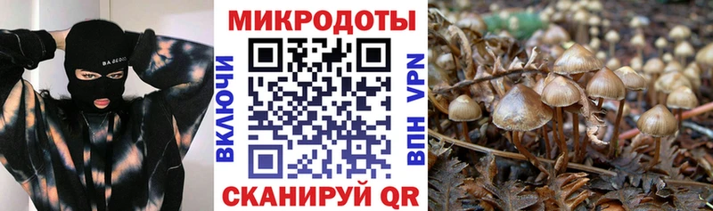 OMG   Чёрмоз  Галлюциногенные грибы Psilocybine cubensis 